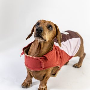 Little Hund Sustainable Dog Coats